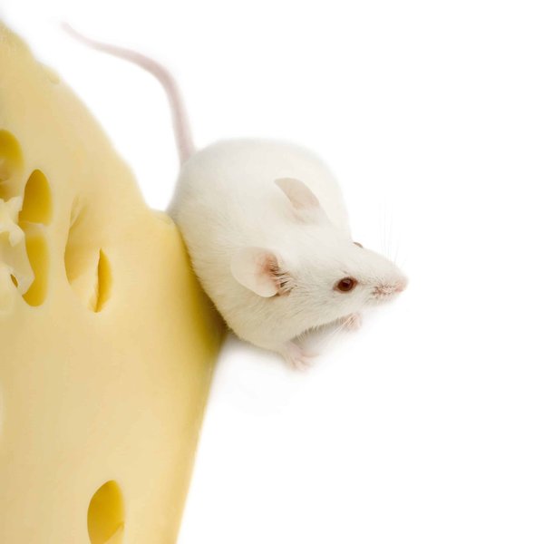 The world of miniature pets: mice, dwarf hamsters, and more